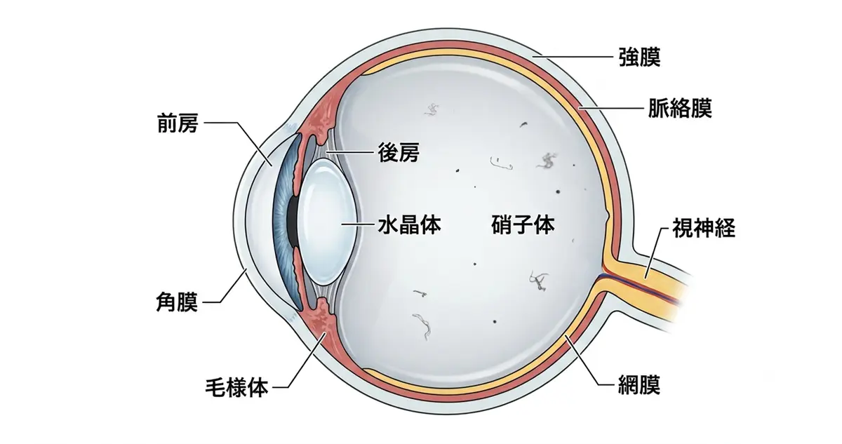眼の構造と飛蚊症の起こる場所|ICL術後19年目のリアル
